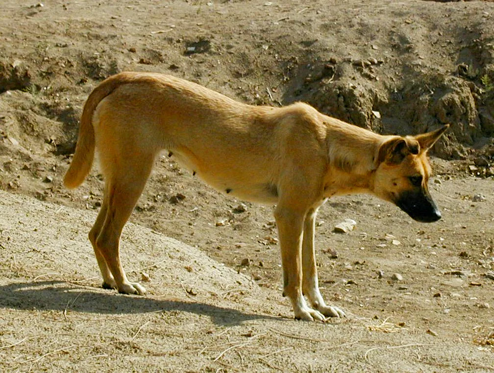 PTZ-0031_dog