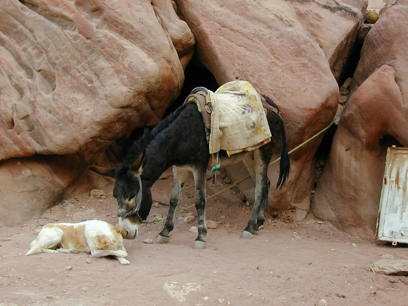 PTZ-0032_donkey_with_dog