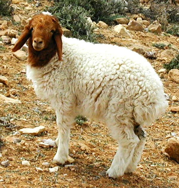 PTZ-0092_lamb