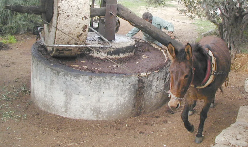 PTZ-0098_mule_turning_olive_press