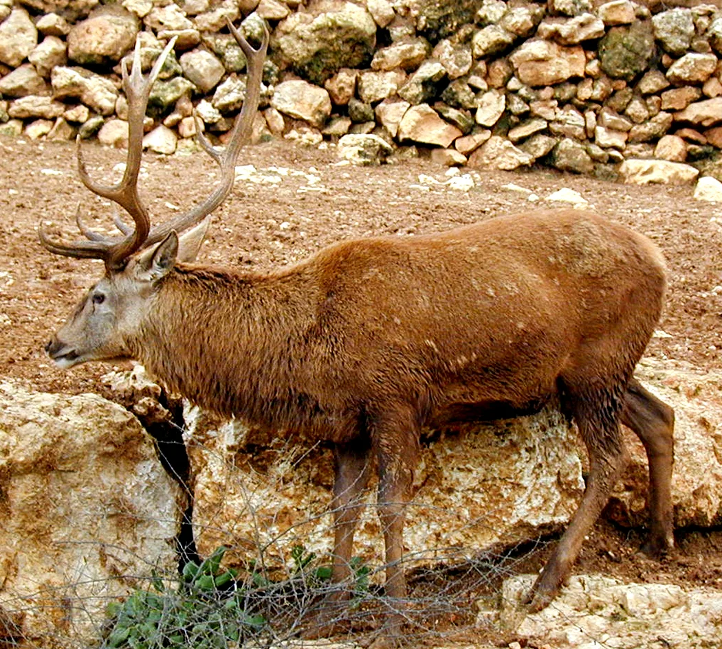 PTZ-0114_red_deer