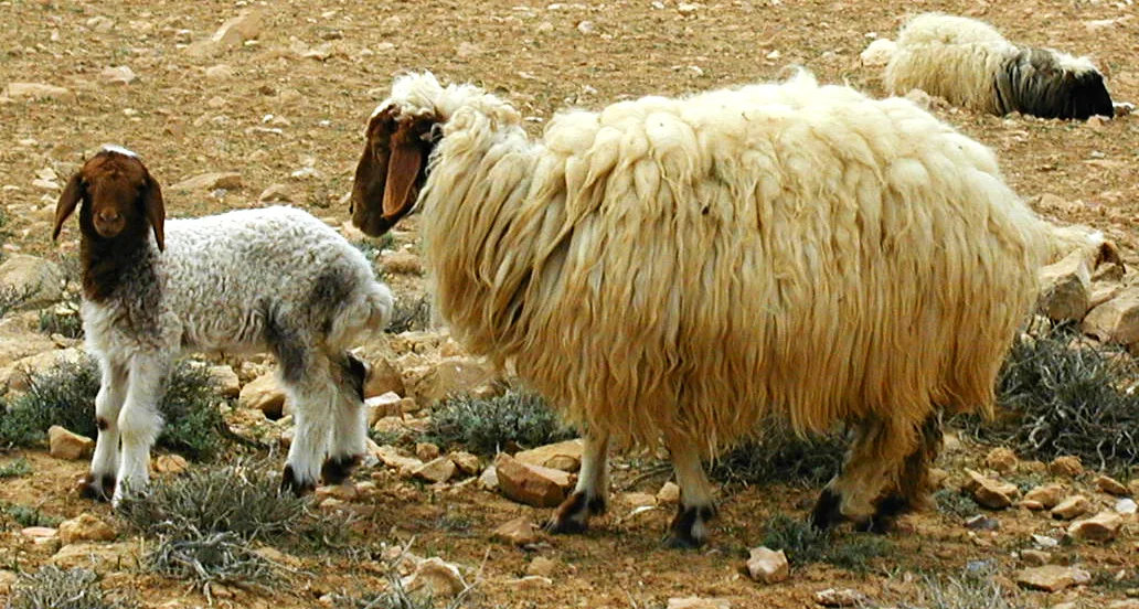 PTZ-0119_ewe_with_lamb