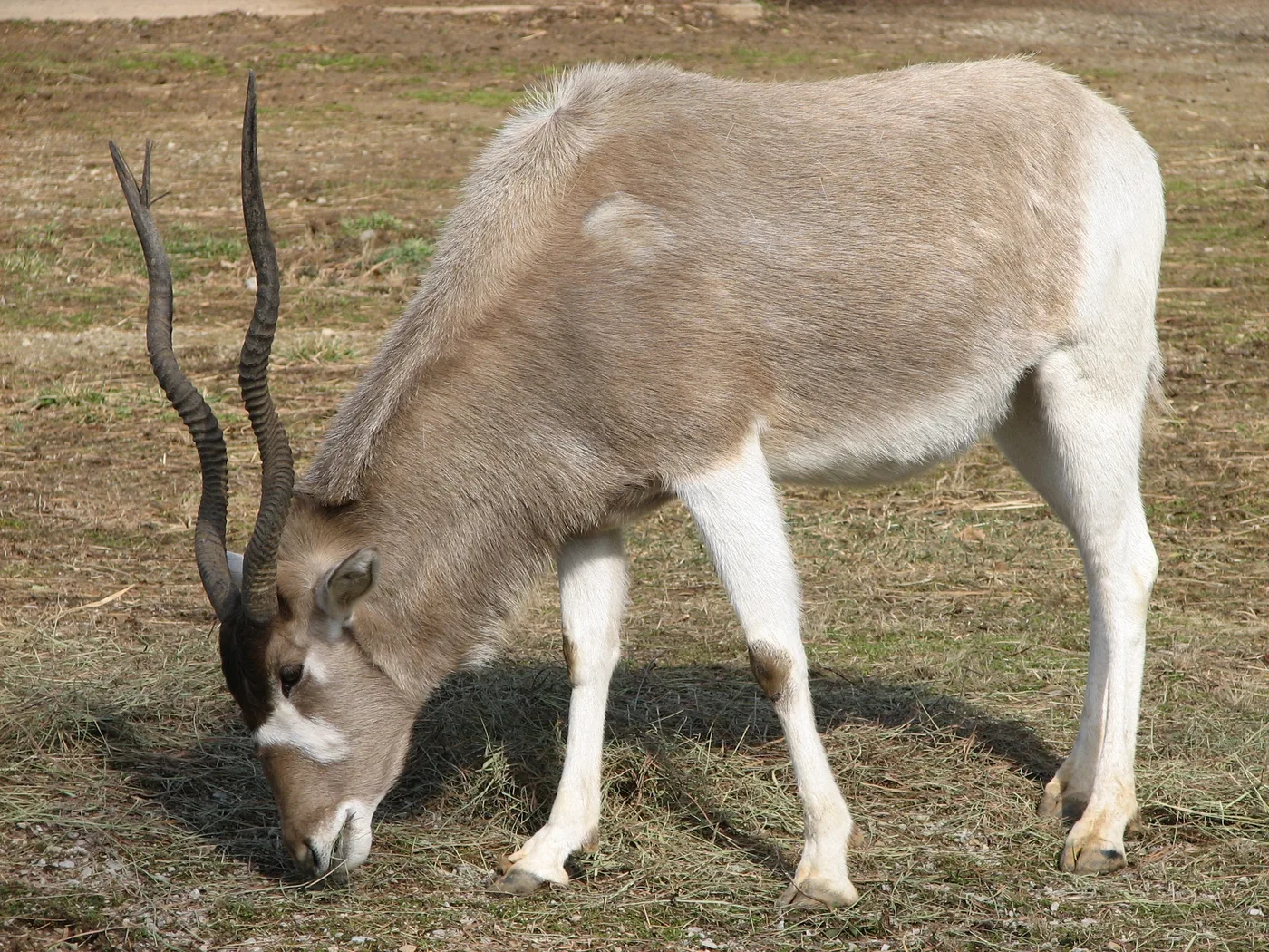 WEB-0006_addax