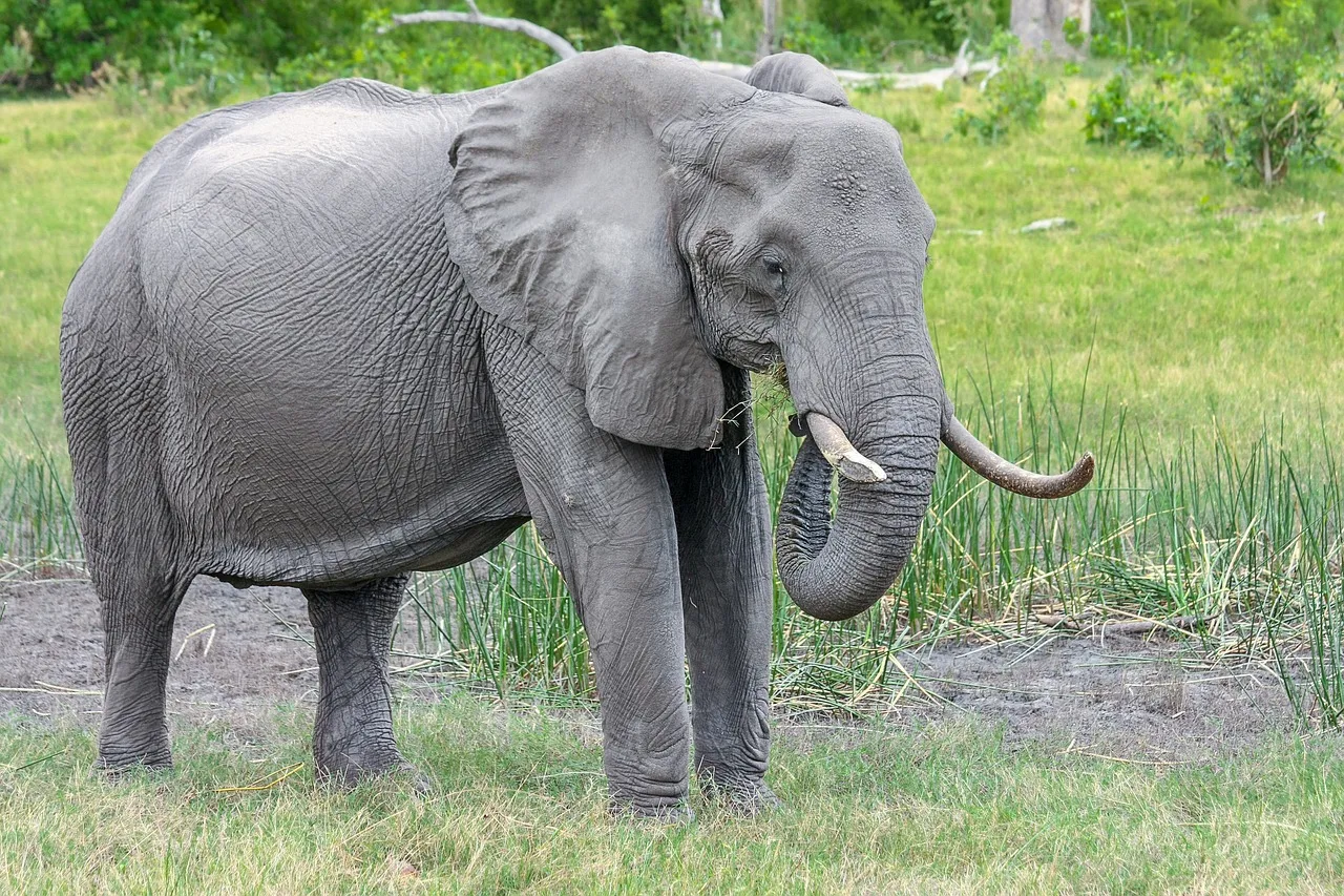 WEB-0011_africanelephant