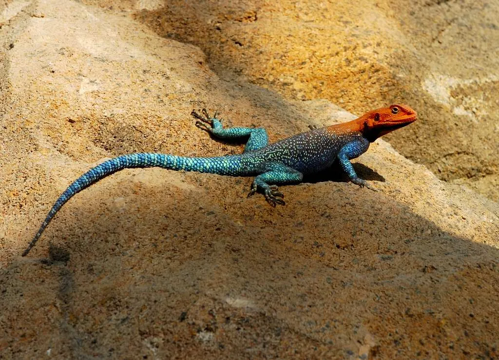 WEB-0014_agama_lizards