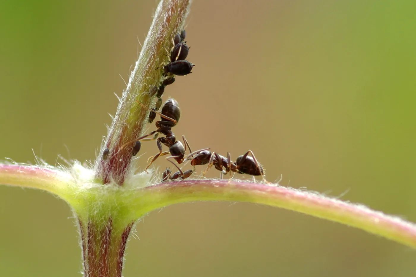 WEB-0032_ants