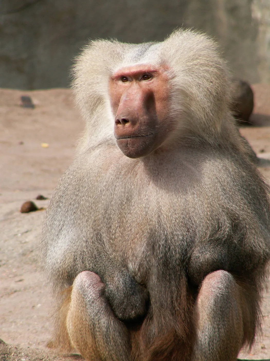 WEB-0048_baboon