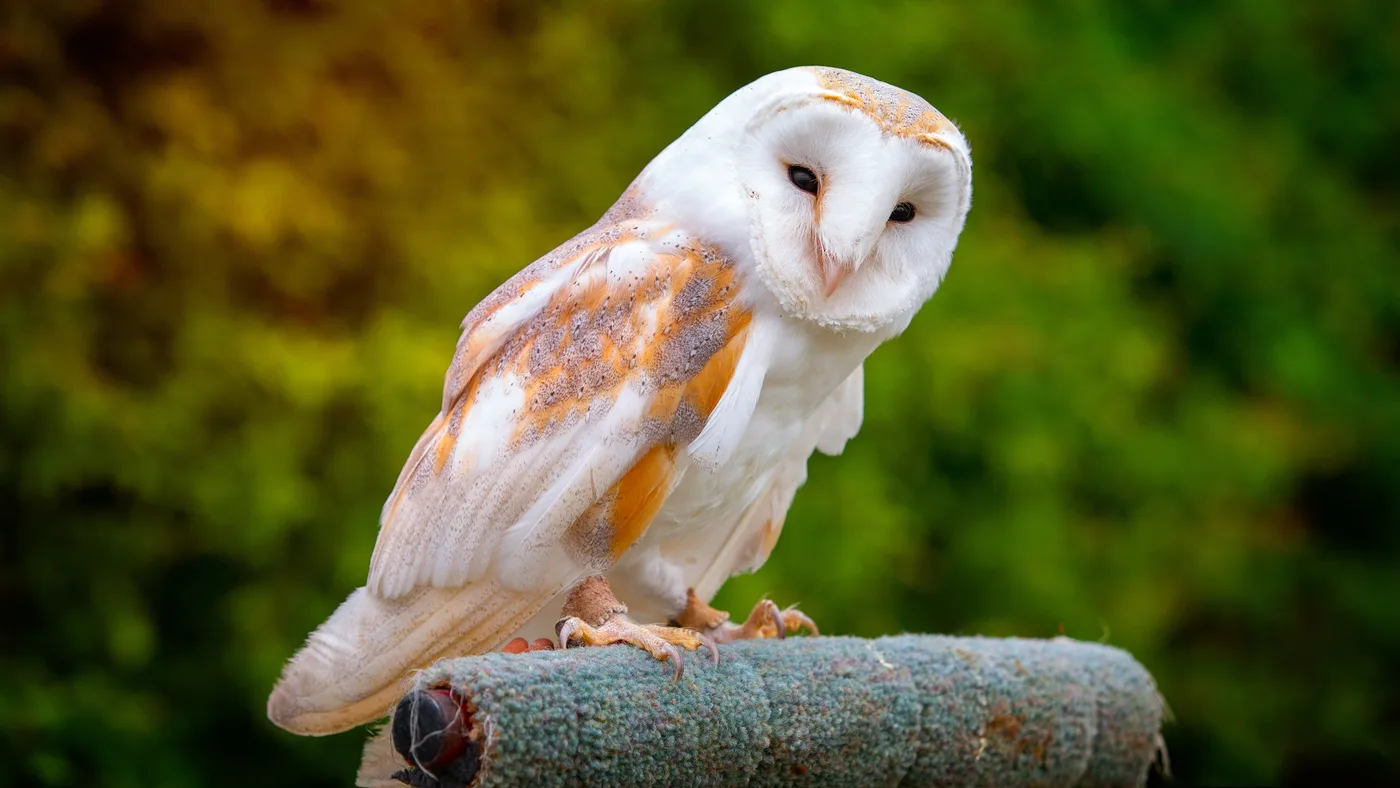 WEB-0058_barnowl