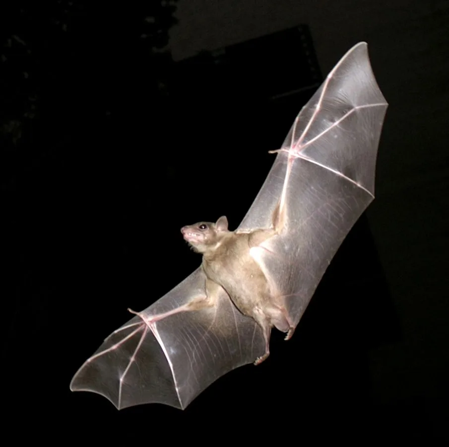 WEB-0061_bats