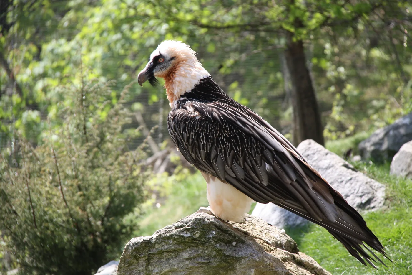 WEB-0065_beardedvulture