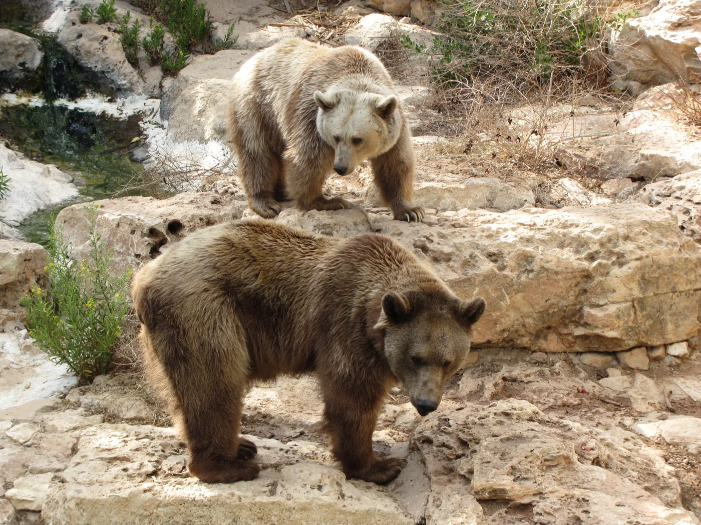WEB-0066_bears