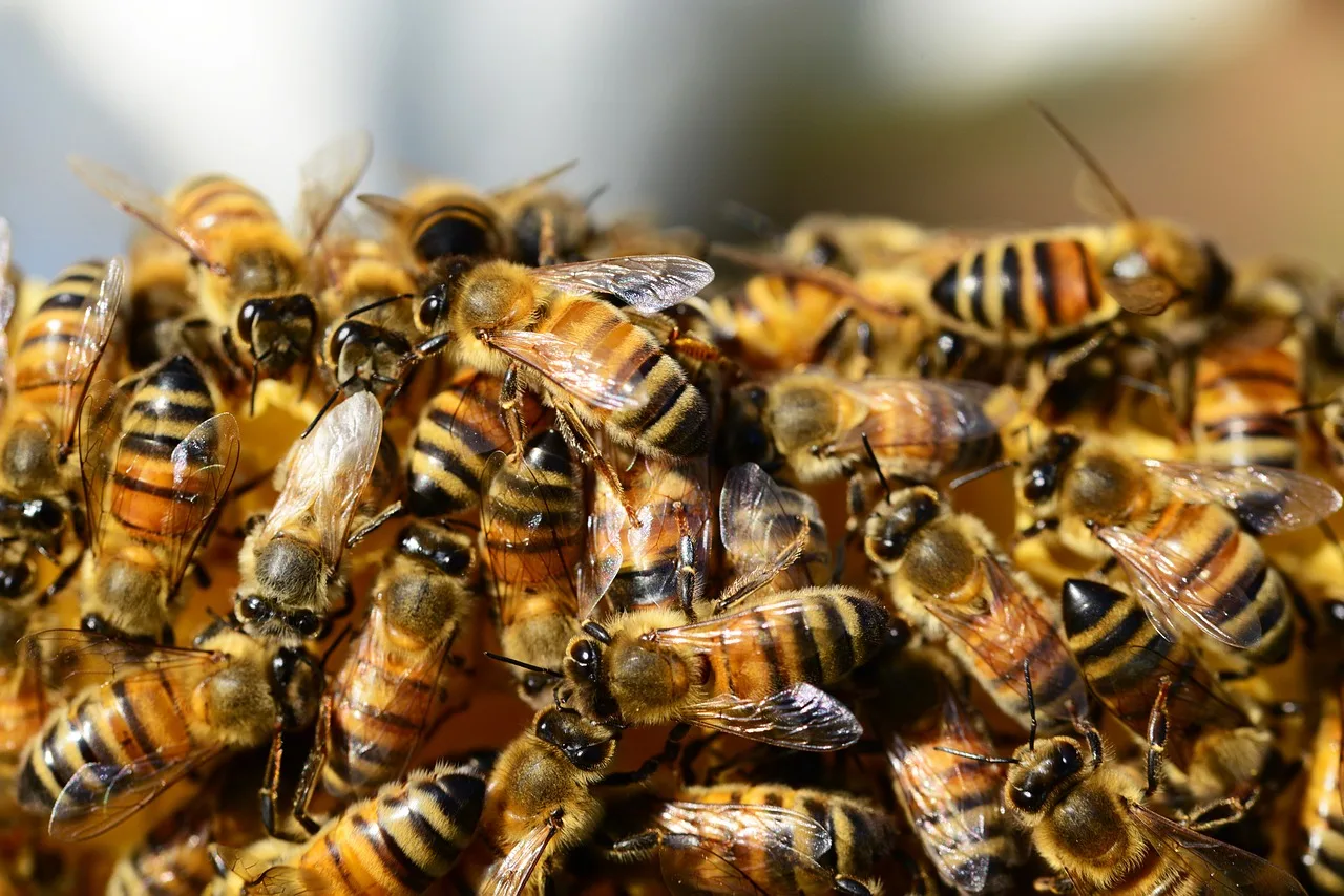WEB-0067_bees