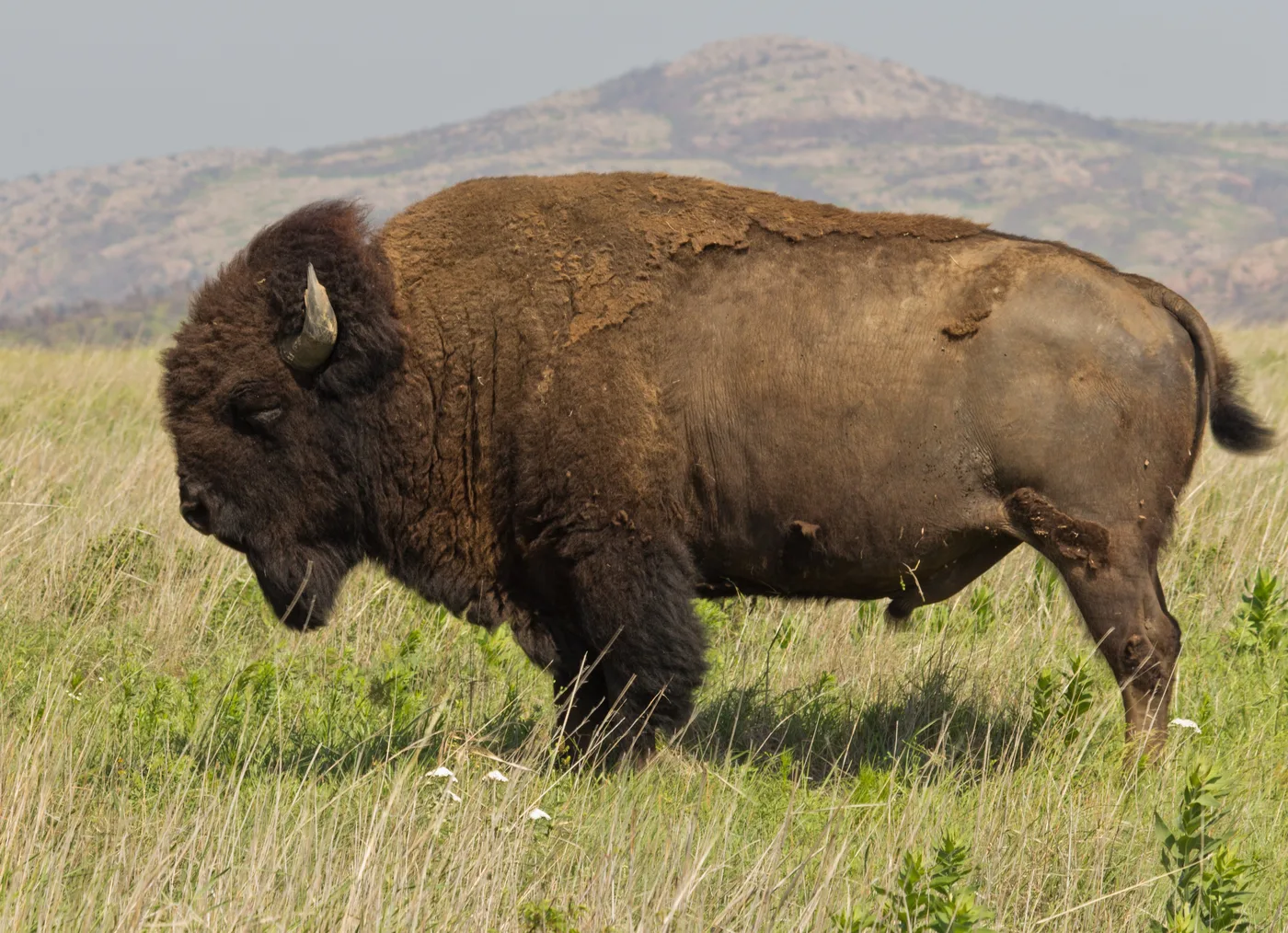 WEB-0073_bison