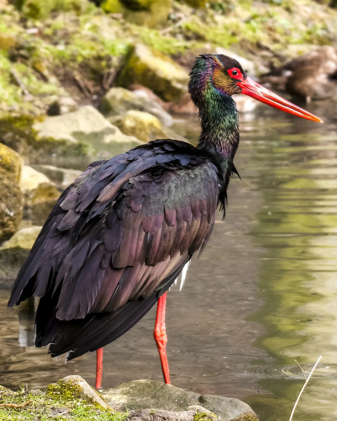 WEB-0077_black_stork