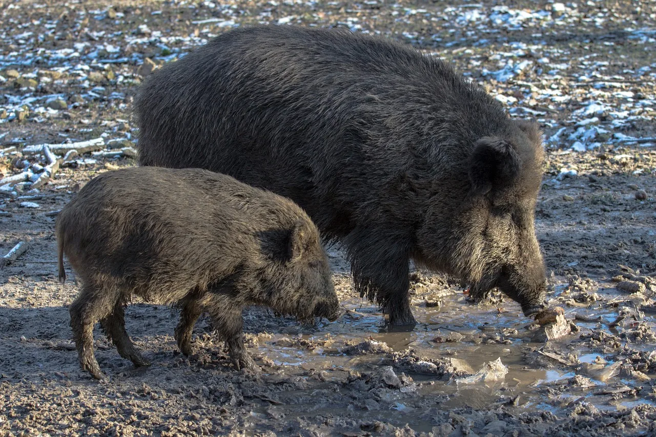 WEB-0080_boars
