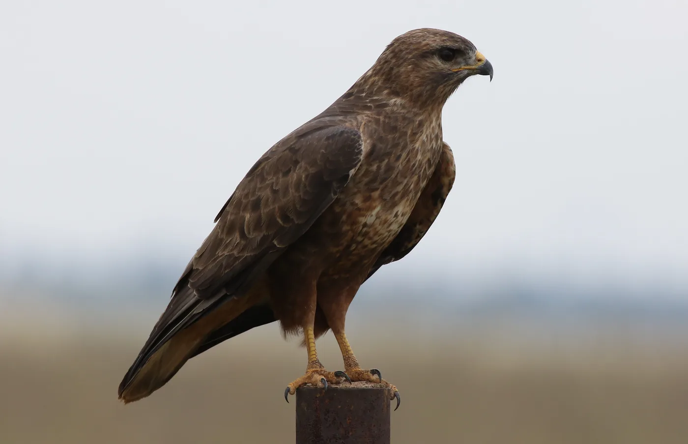 WEB-0096_buzzard