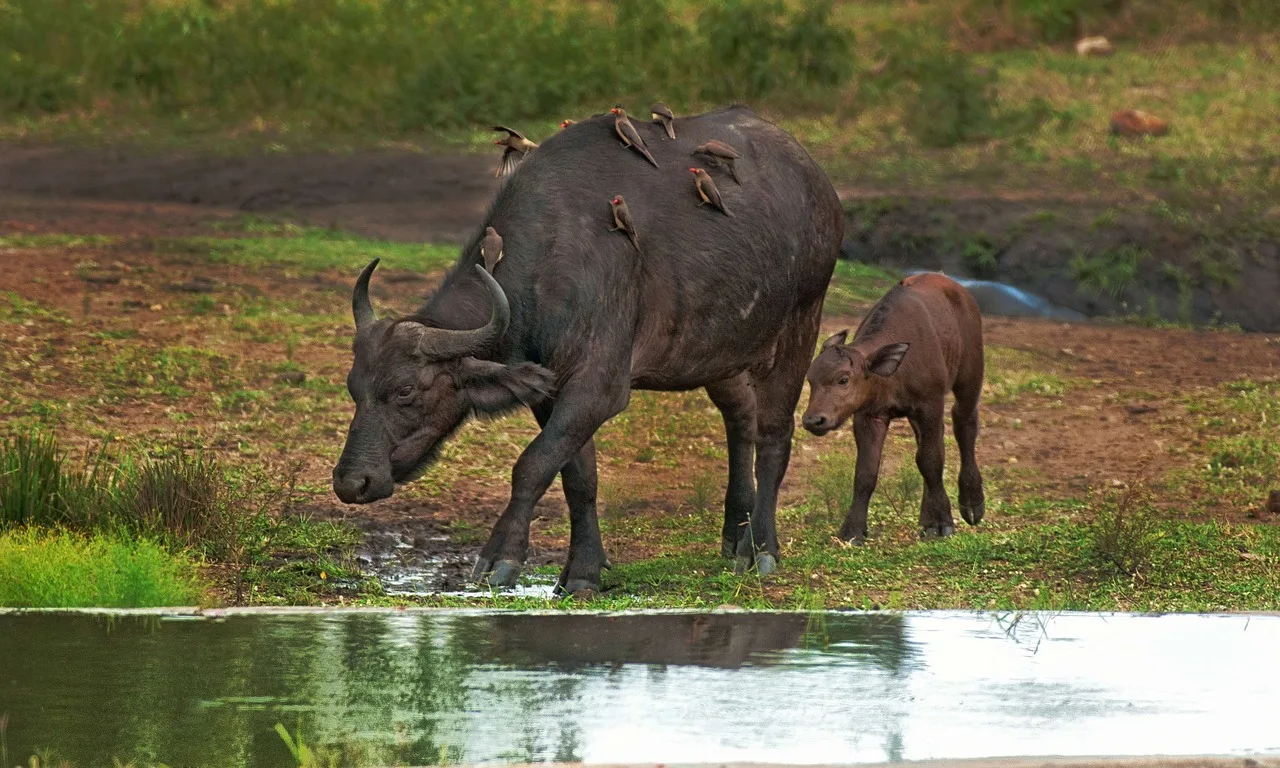 WEB-0104_cape_buffalo