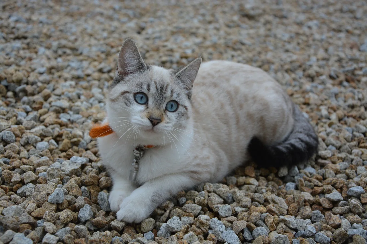 WEB-0117_cat