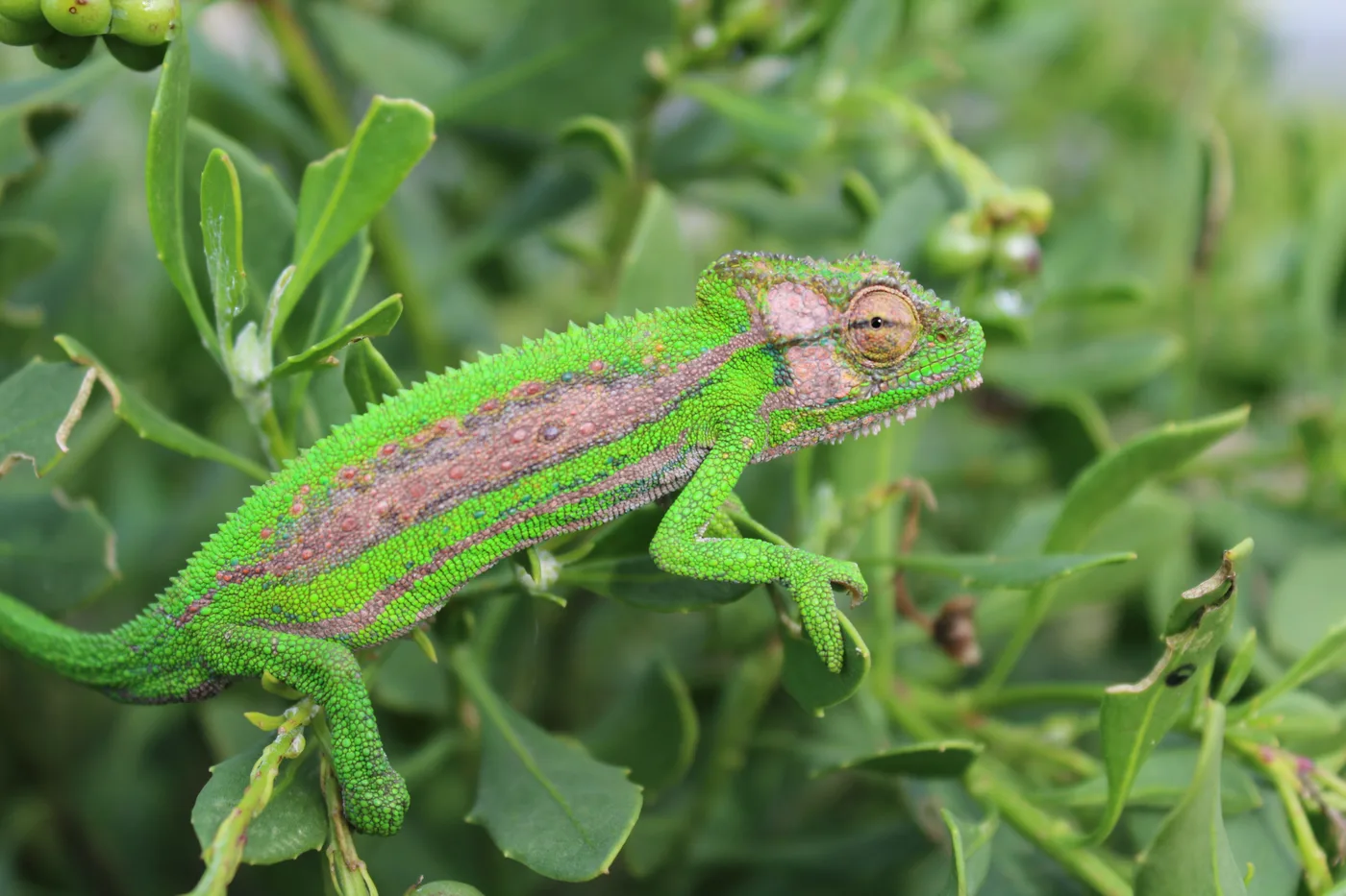 WEB-0123_chameleon