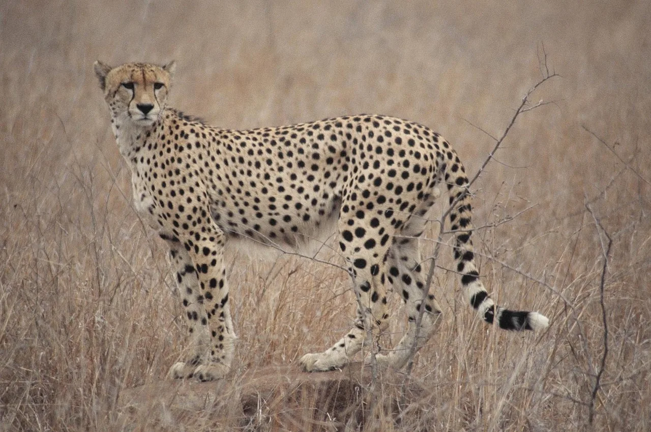 WEB-0124_cheetah