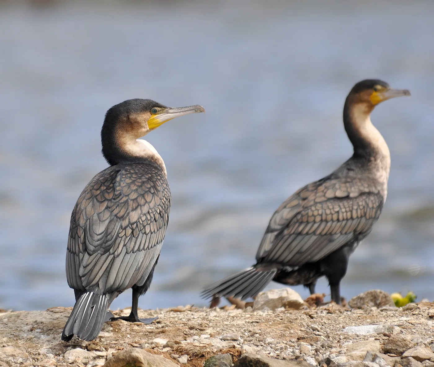 WEB-0153_cormorants