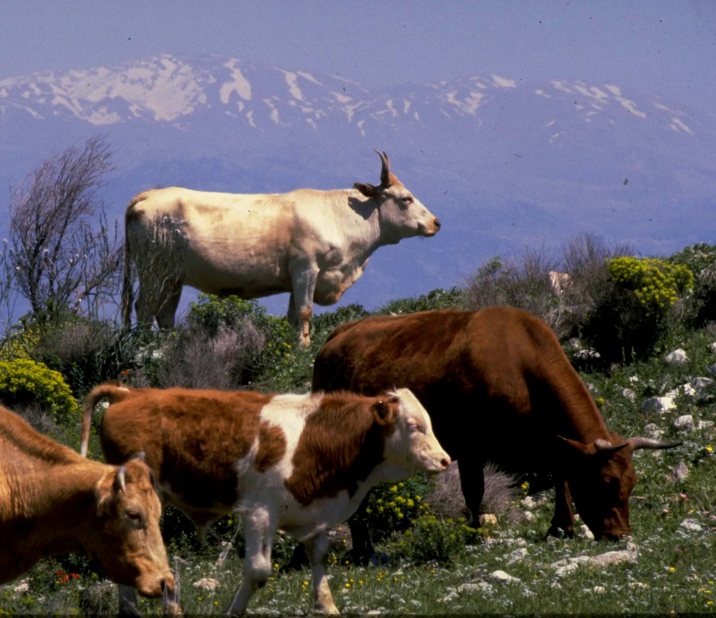 WEB-0159_cows
