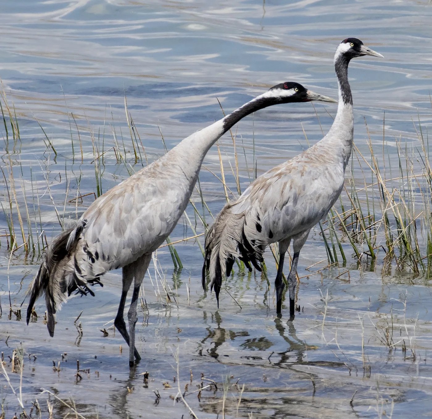 WEB-0160_cranes