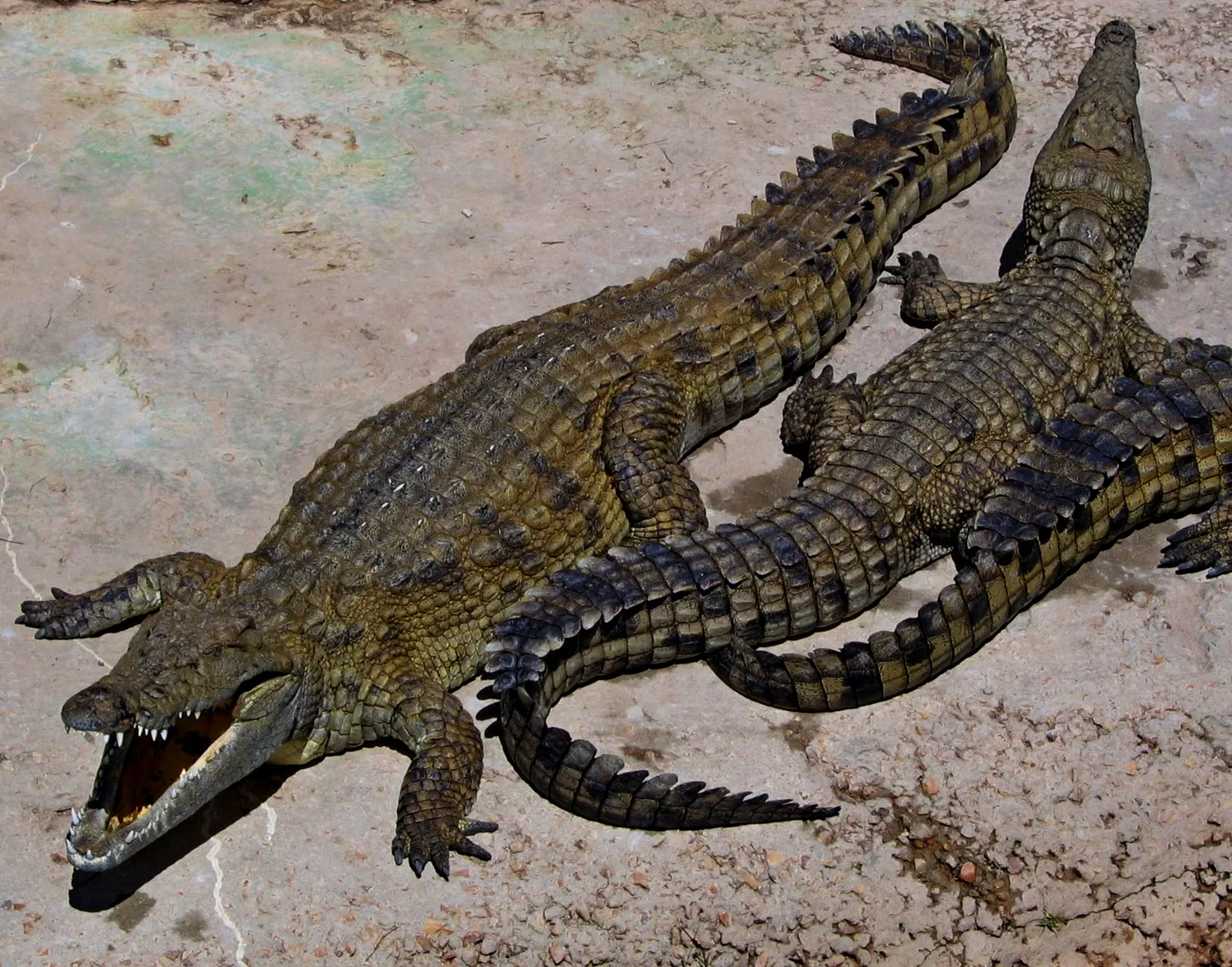 WEB-0162_crocodile