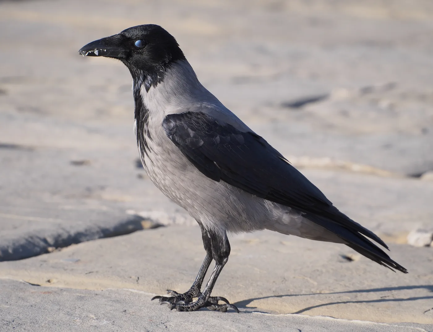 WEB-0165_crow