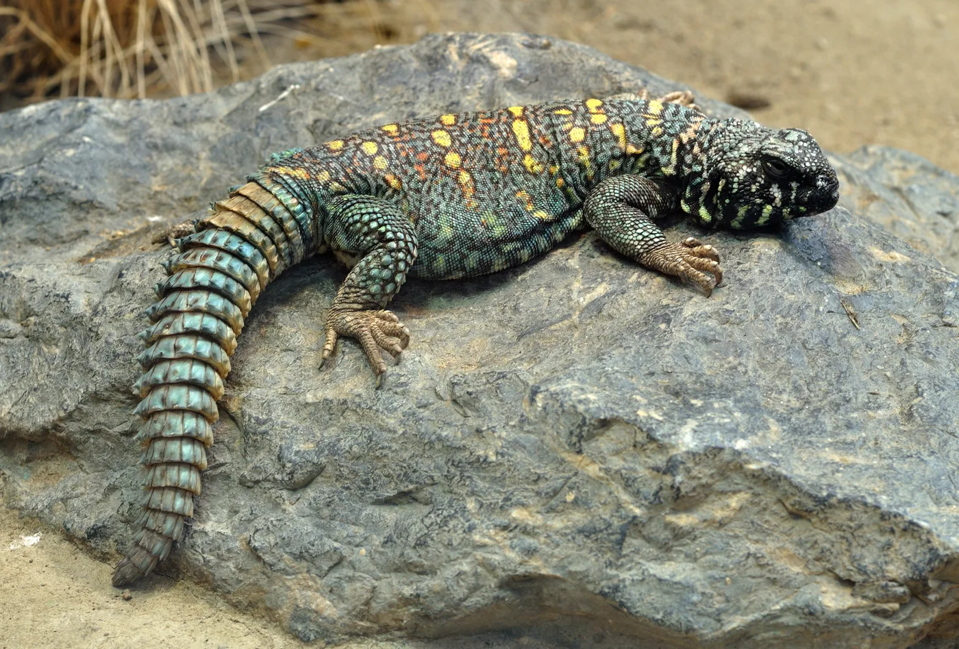 WEB-0170_dablizard