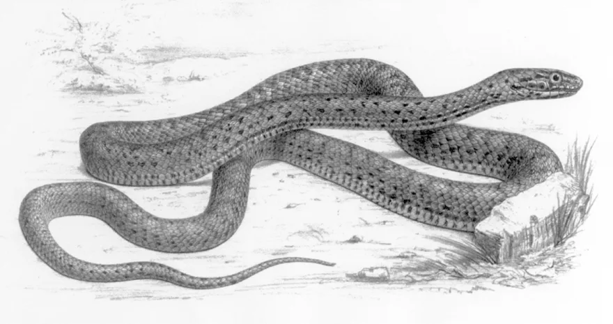 WEB-0180_desertrocksnake