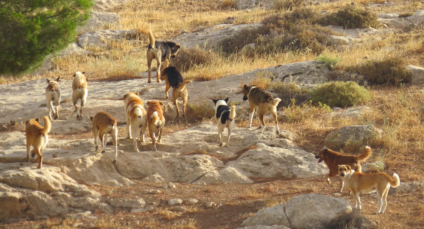 WEB-0184_dogs