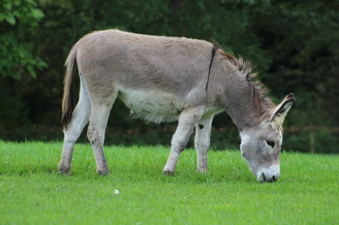 WEB-0185_donkey