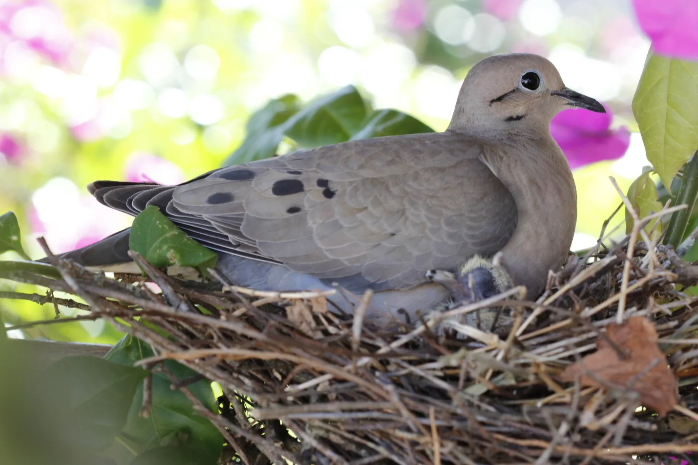 WEB-0186_dove