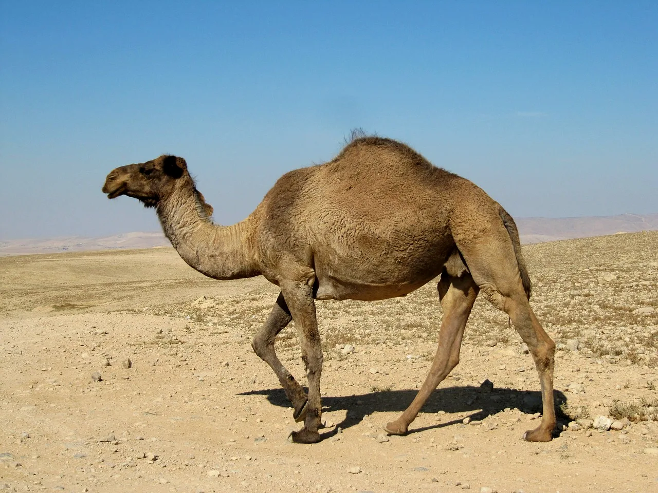 WEB-0189_dromedary