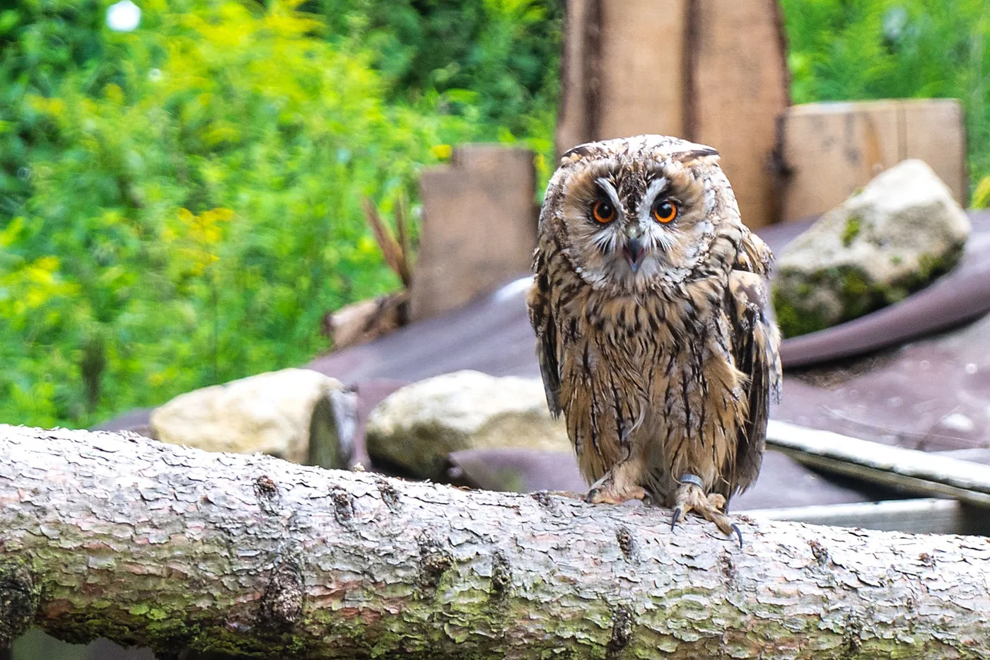 WEB-0193_eagle_owl
