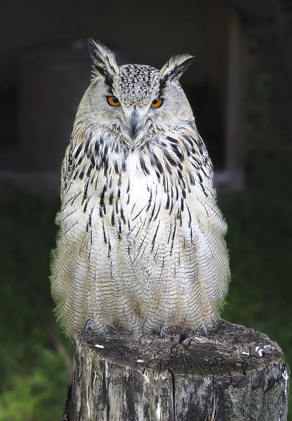 WEB-0194_eared_owl