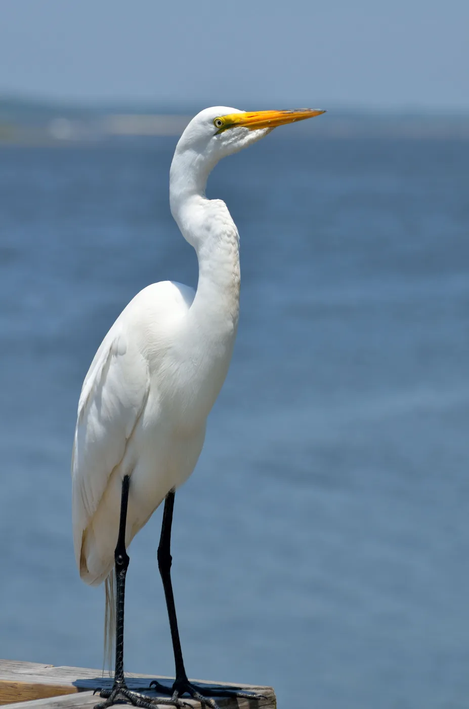 WEB-0199_egret
