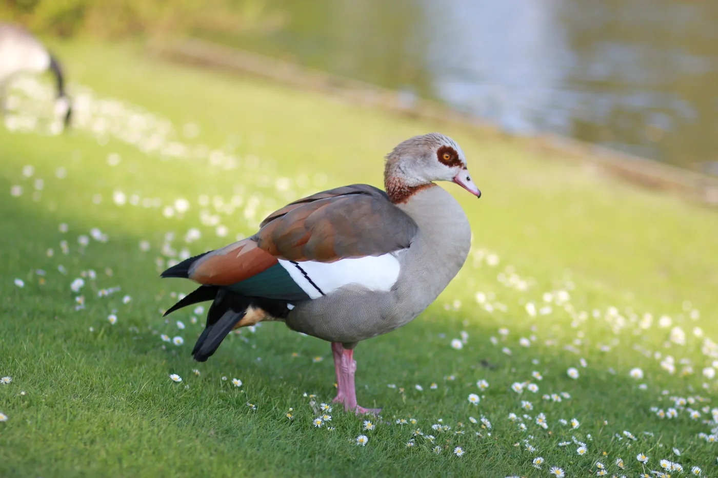 WEB-0202_egyptian_geese