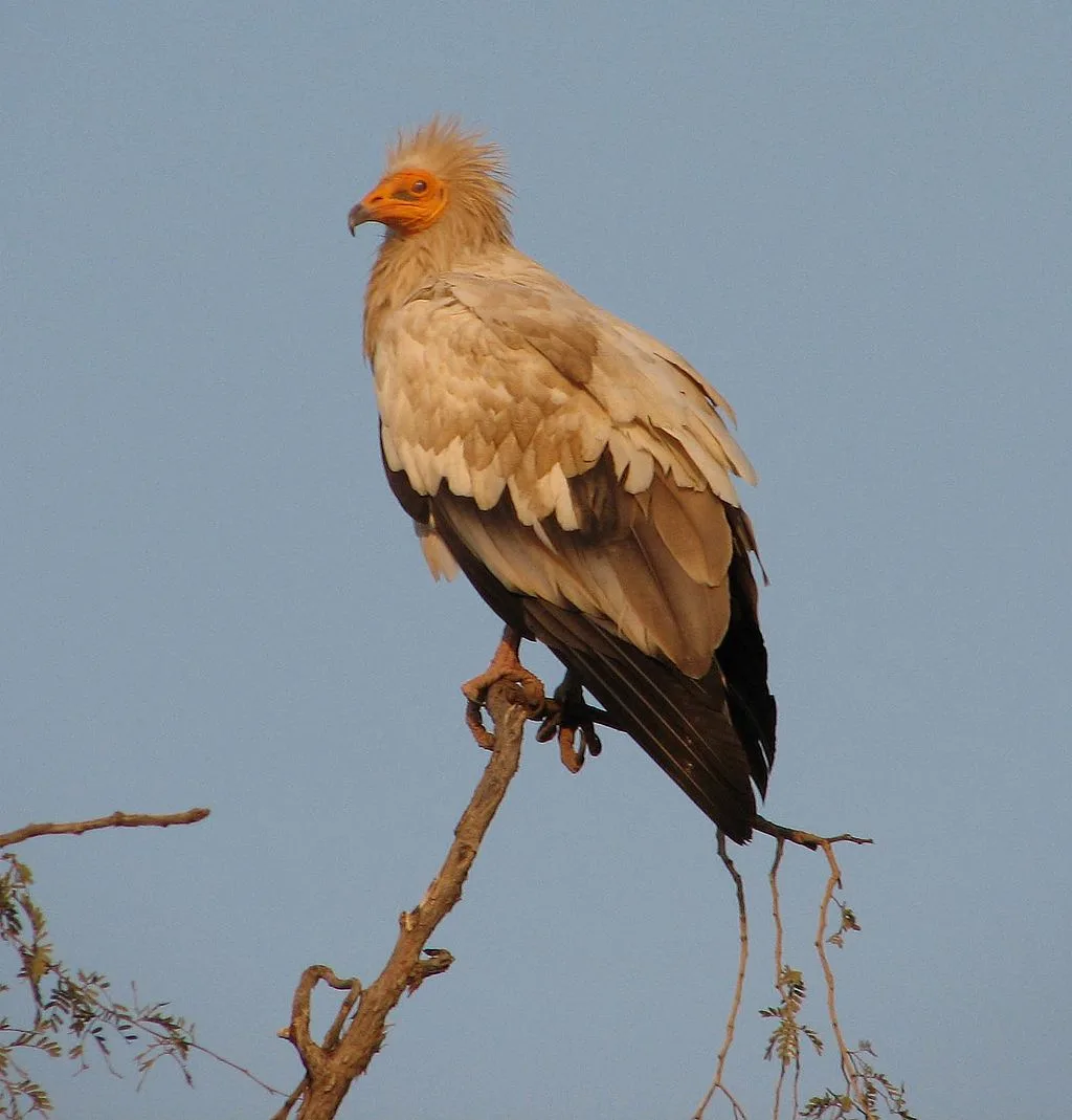 WEB-0203_egyptian_vulture
