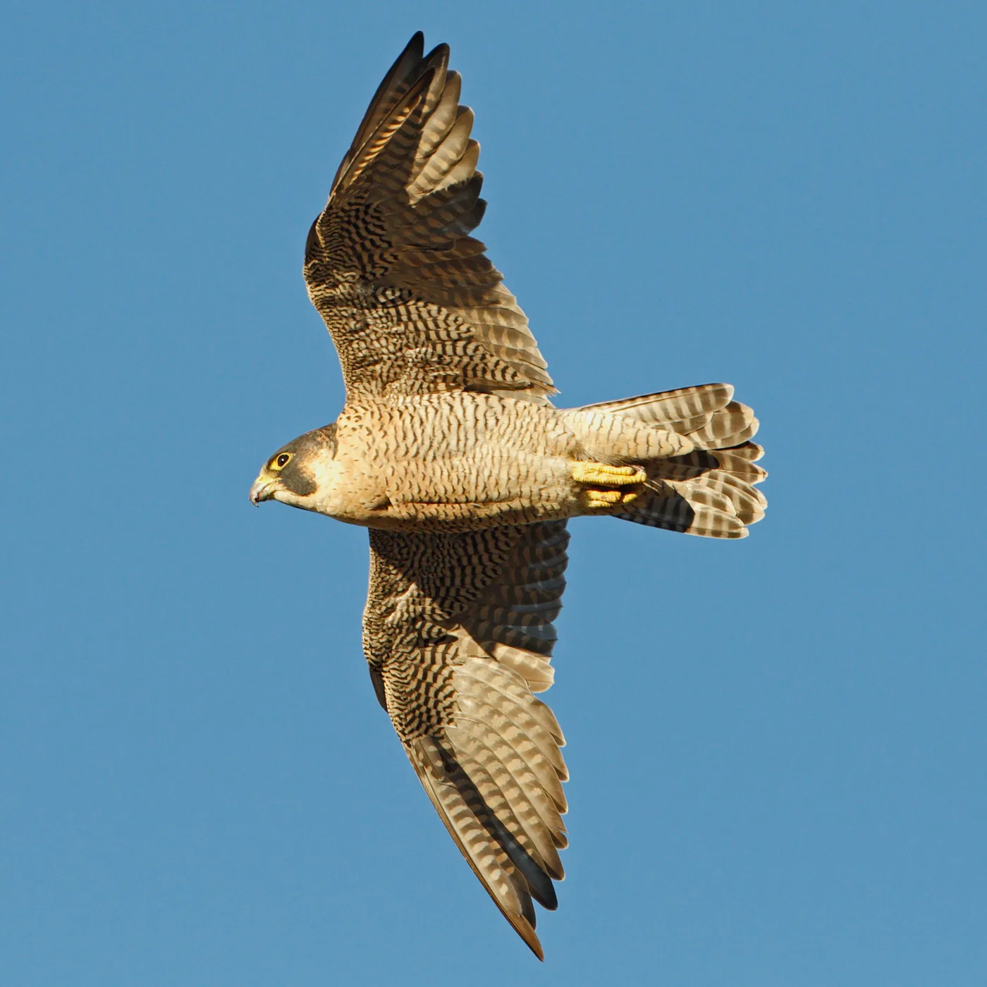 WEB-0211_falcon