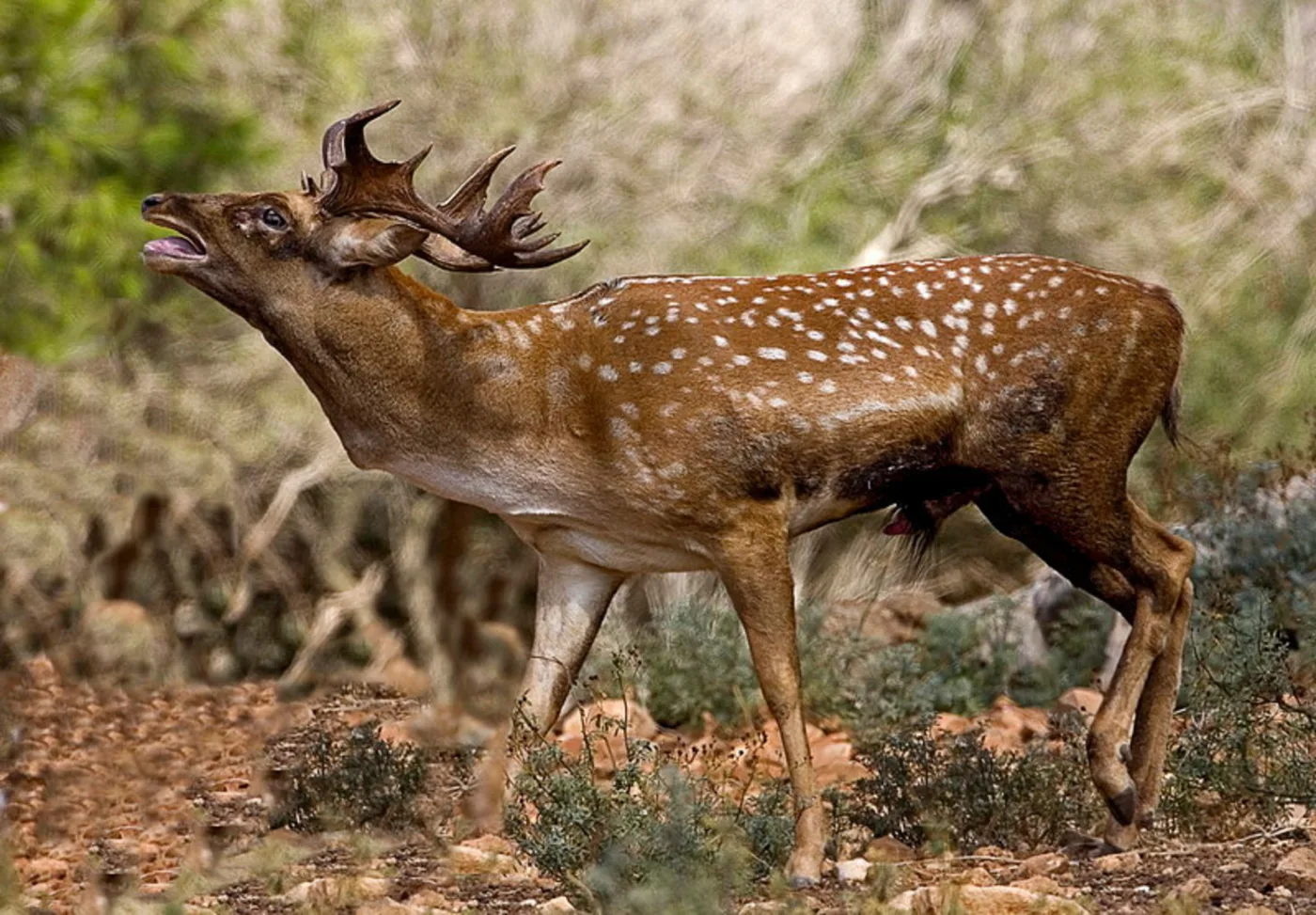 WEB-0212_fallow_deer