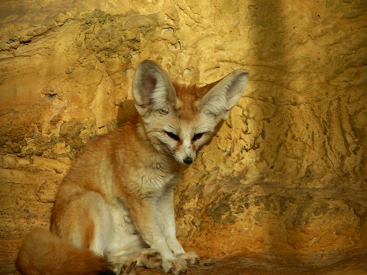 WEB-0214_fennec