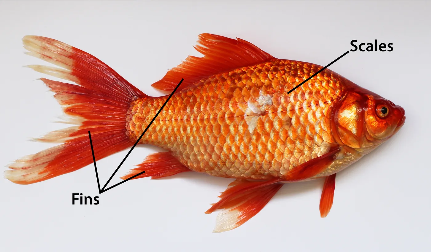 WEB-0224_fish_en