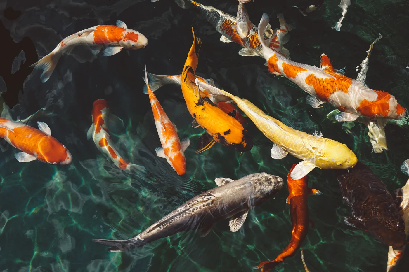 WEB-0226_fishes