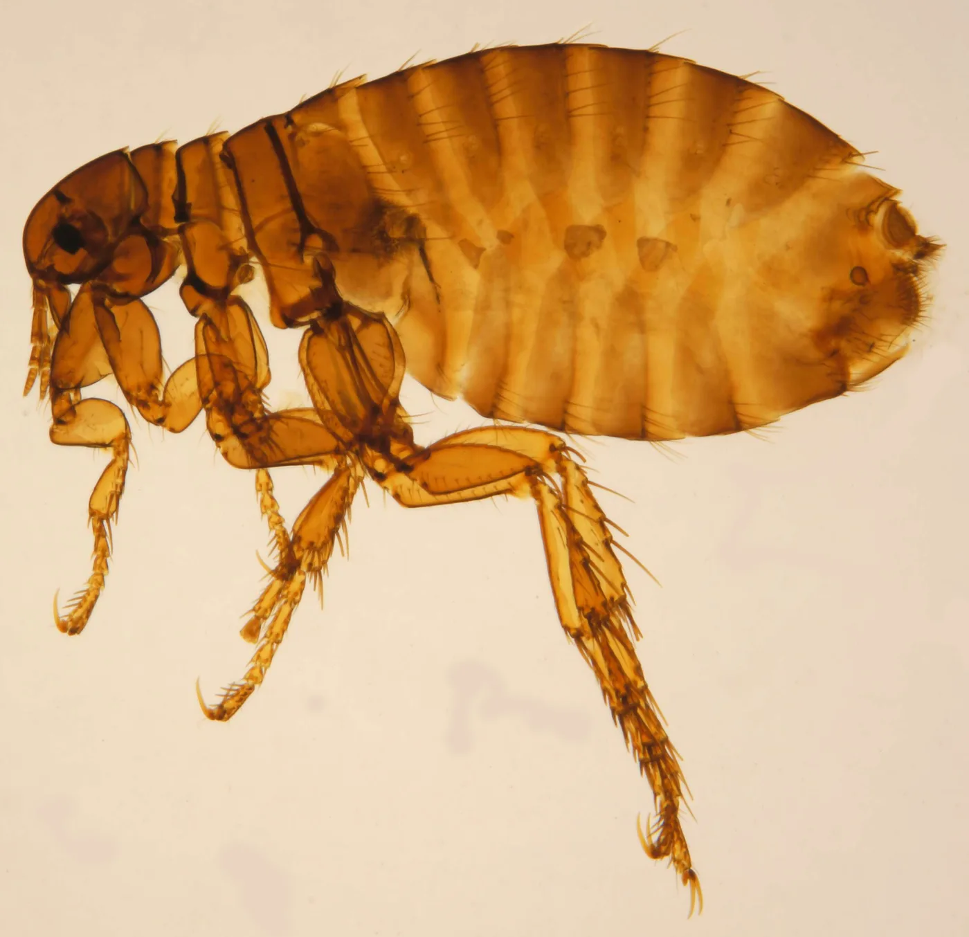 WEB-0236_flea