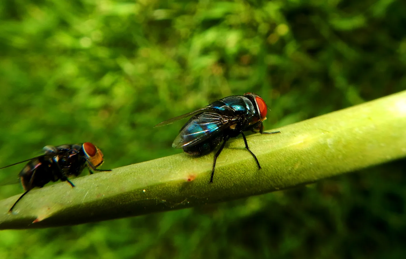 WEB-0240_fly