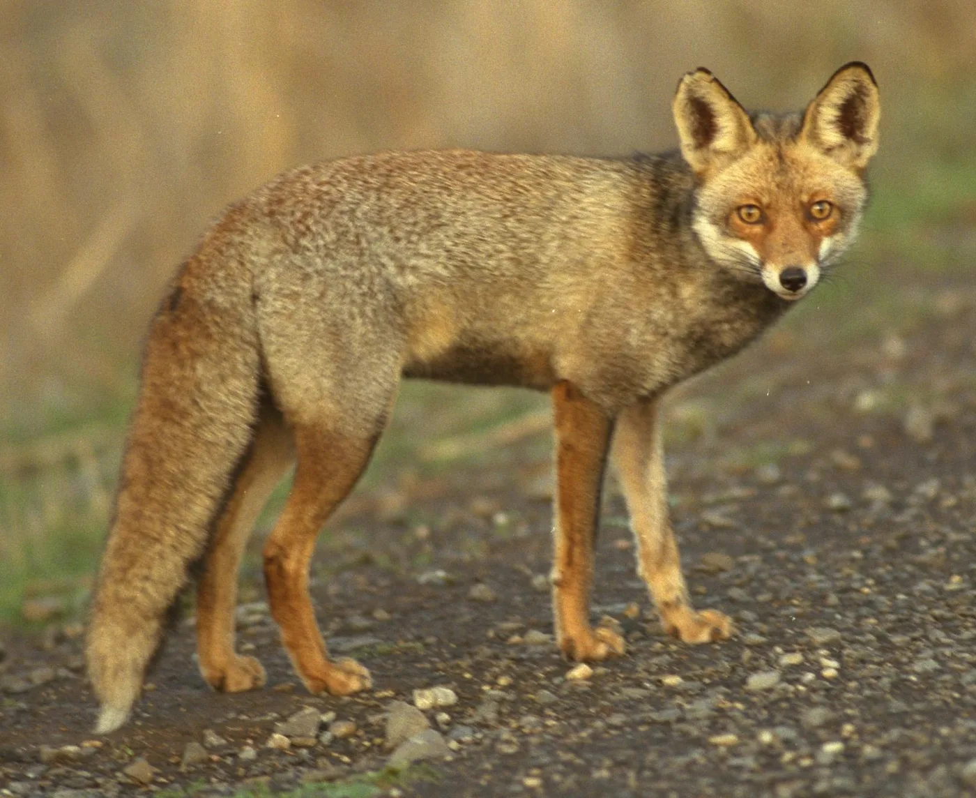 WEB-0243_fox