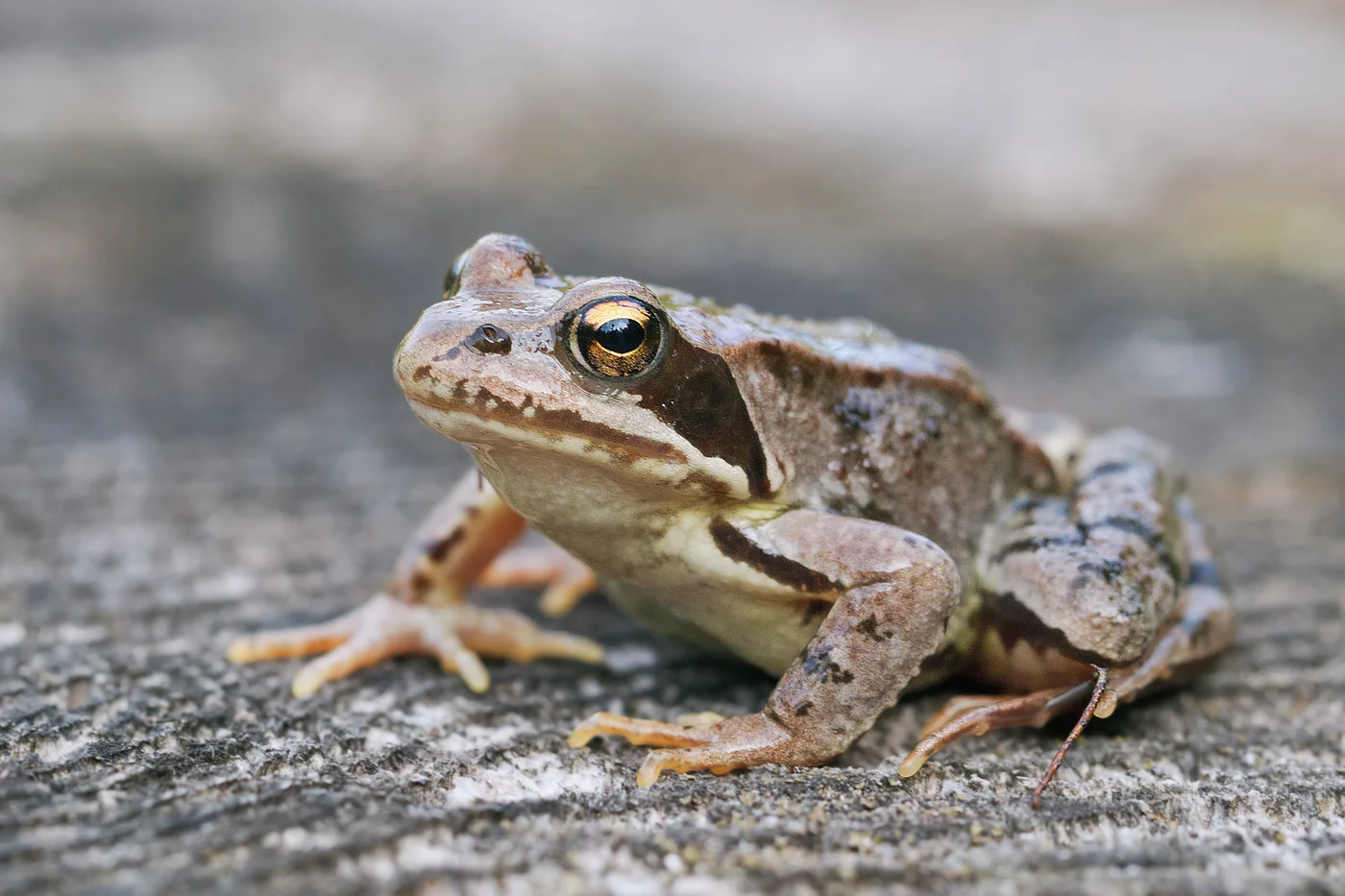 WEB-0247_frog