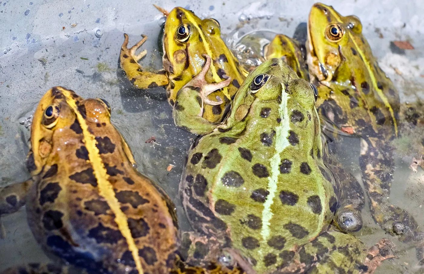 WEB-0248_frogs